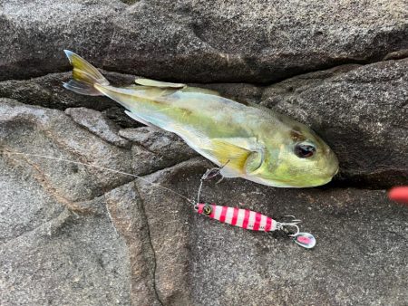 苦しい時のジャックアイTGスイム