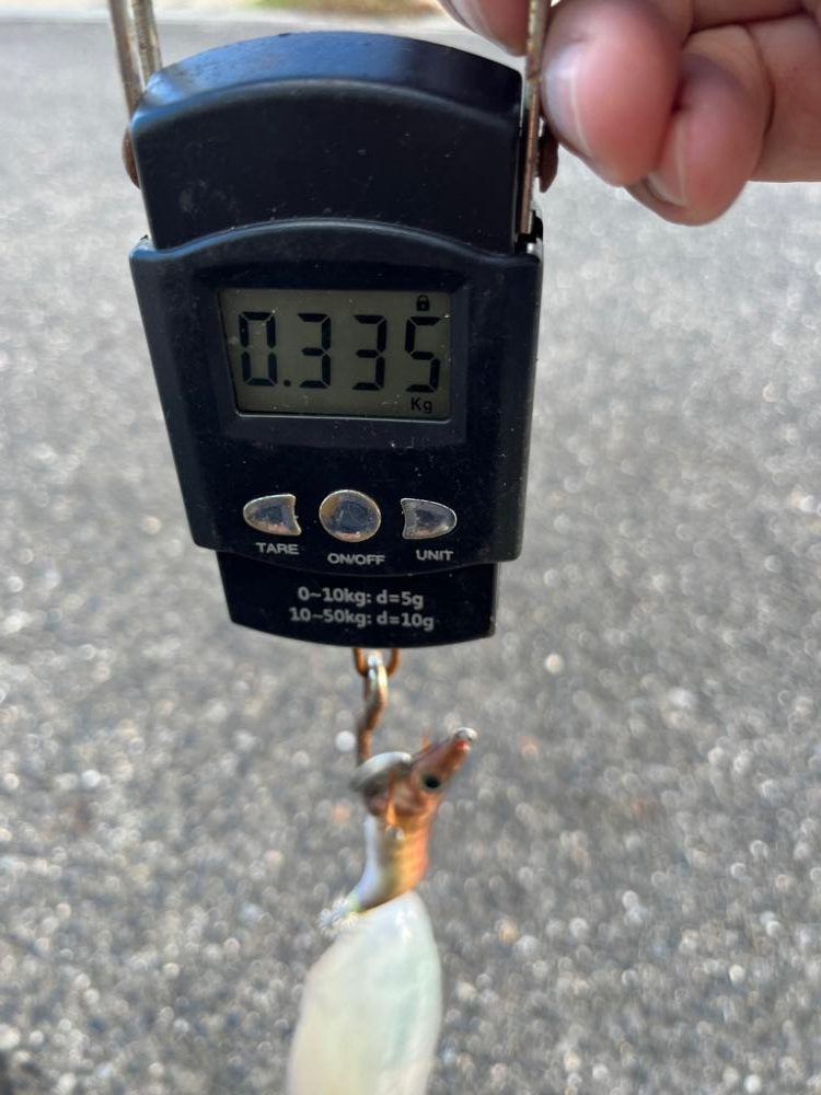 シーズン初アオリイカ