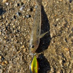 またまたハゼクラ！