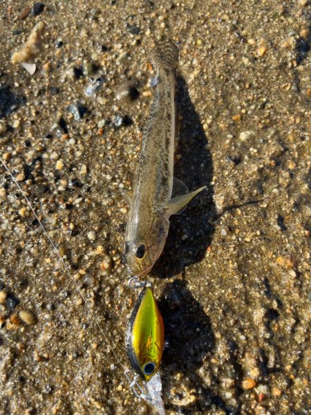 またまたハゼクラ！