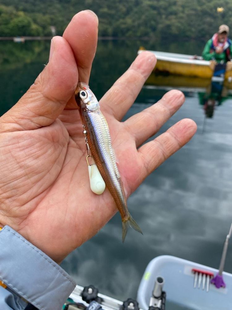 ワカサギ検体採取