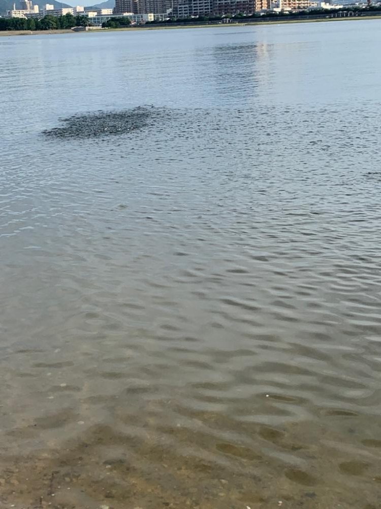 朝マヅメシーバス