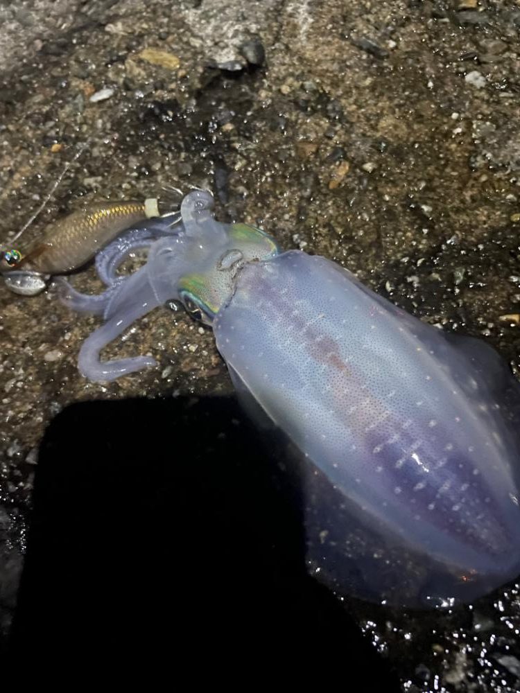 濁りひどいし 渋かった