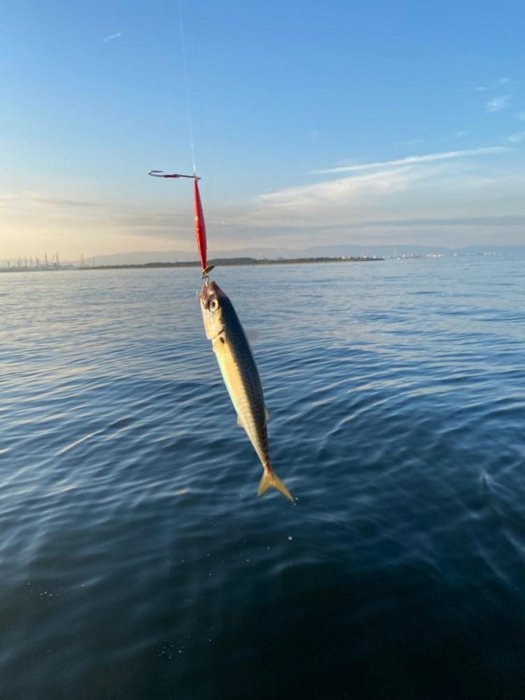 シマウマ坊主初出勤　坊主の巣窟　坊主ジグ