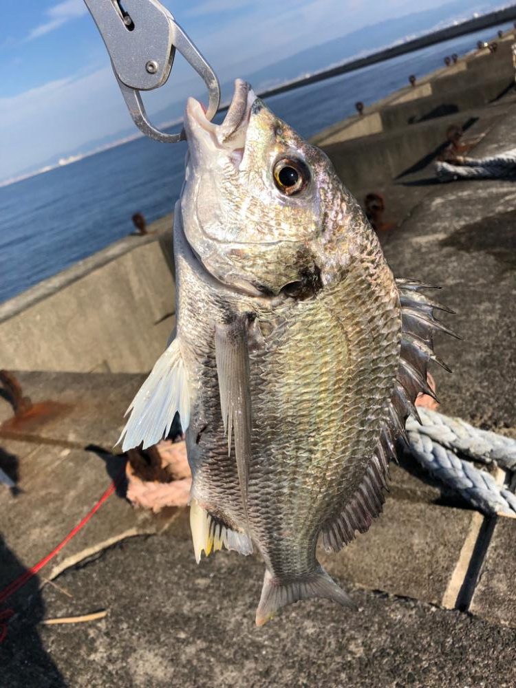 夢の入れ食い目指して