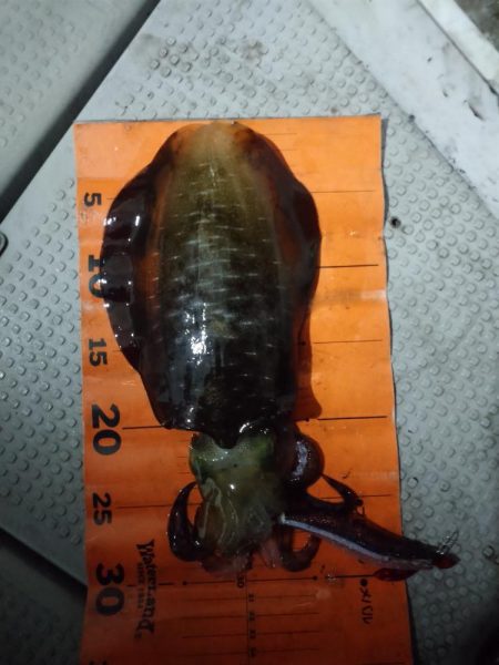 ナイトティップラン