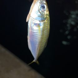 アズーロアンバサダーのお仕事