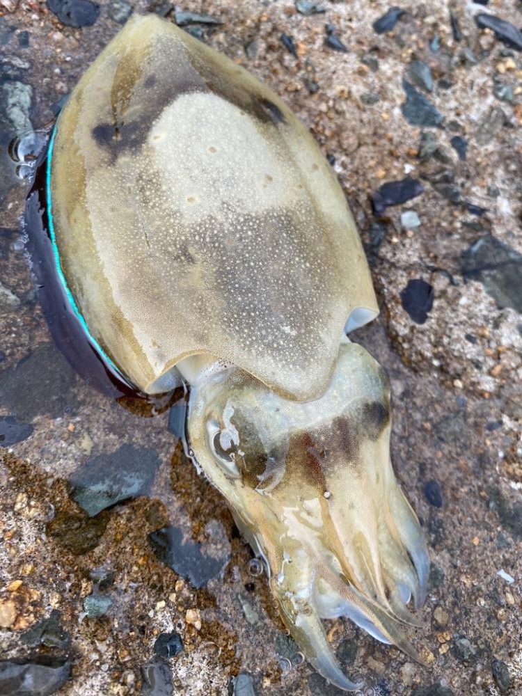 アオリイカ新子調査