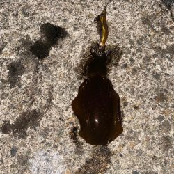 カマスとアオリ