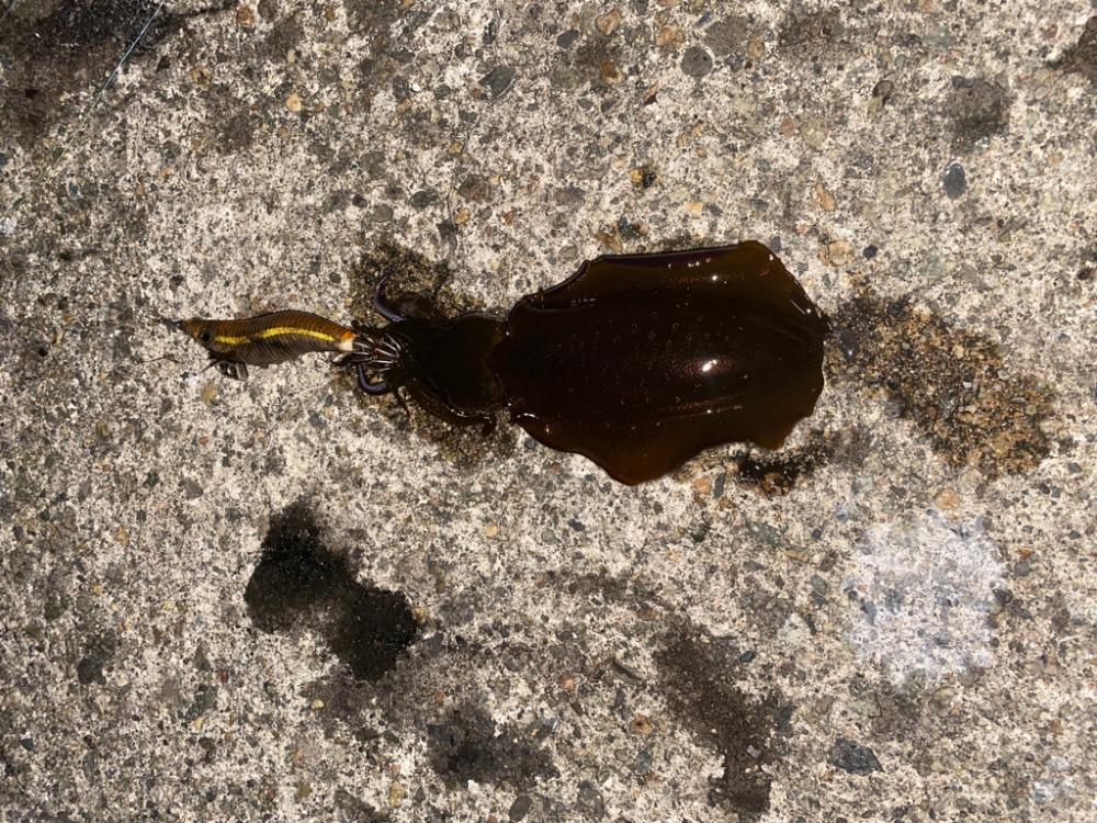カマスとアオリ