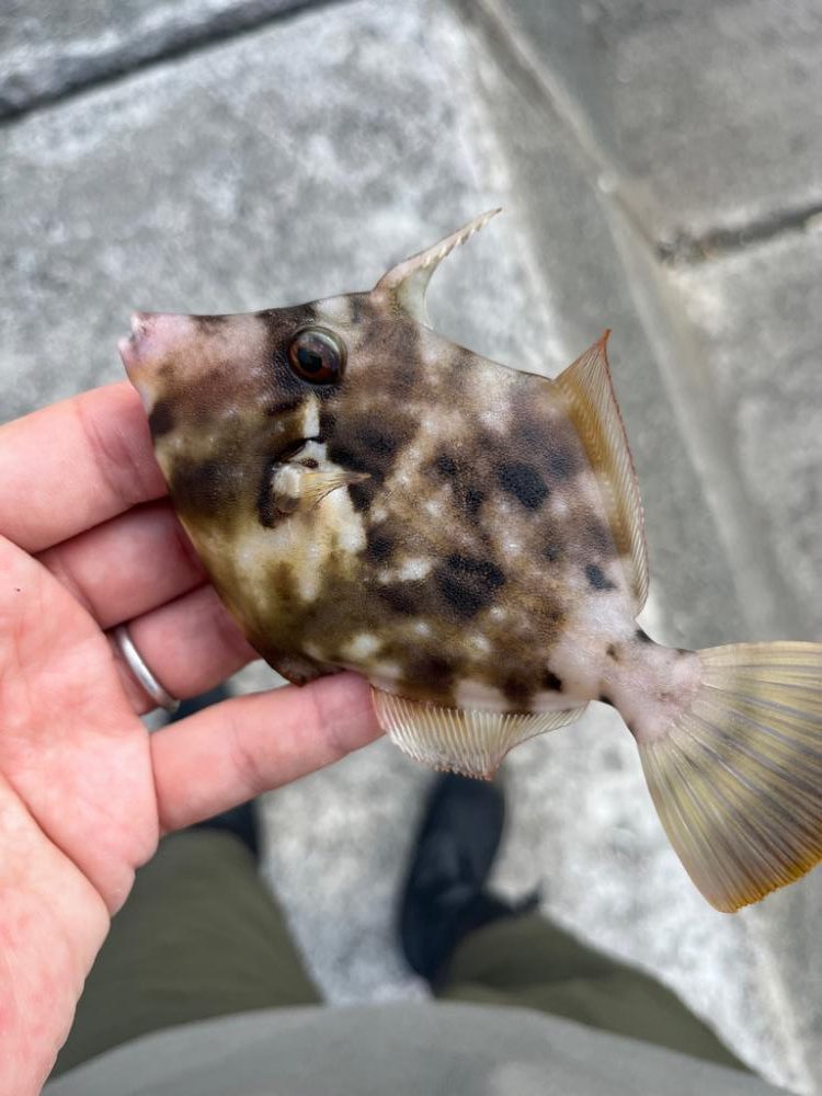 小浜秋の五目釣り