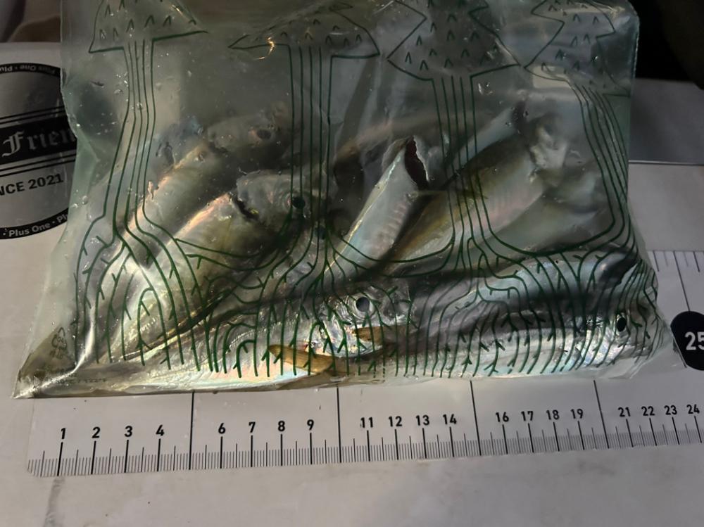 南蛮が食べたくなったのでアジング