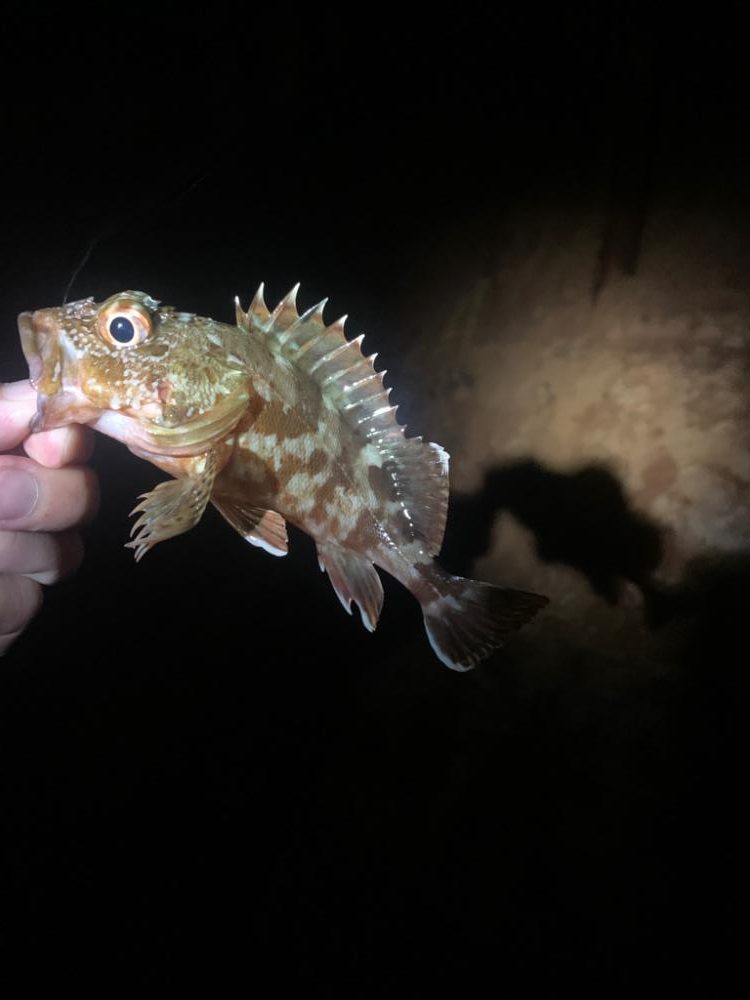 タチウオandカサゴ