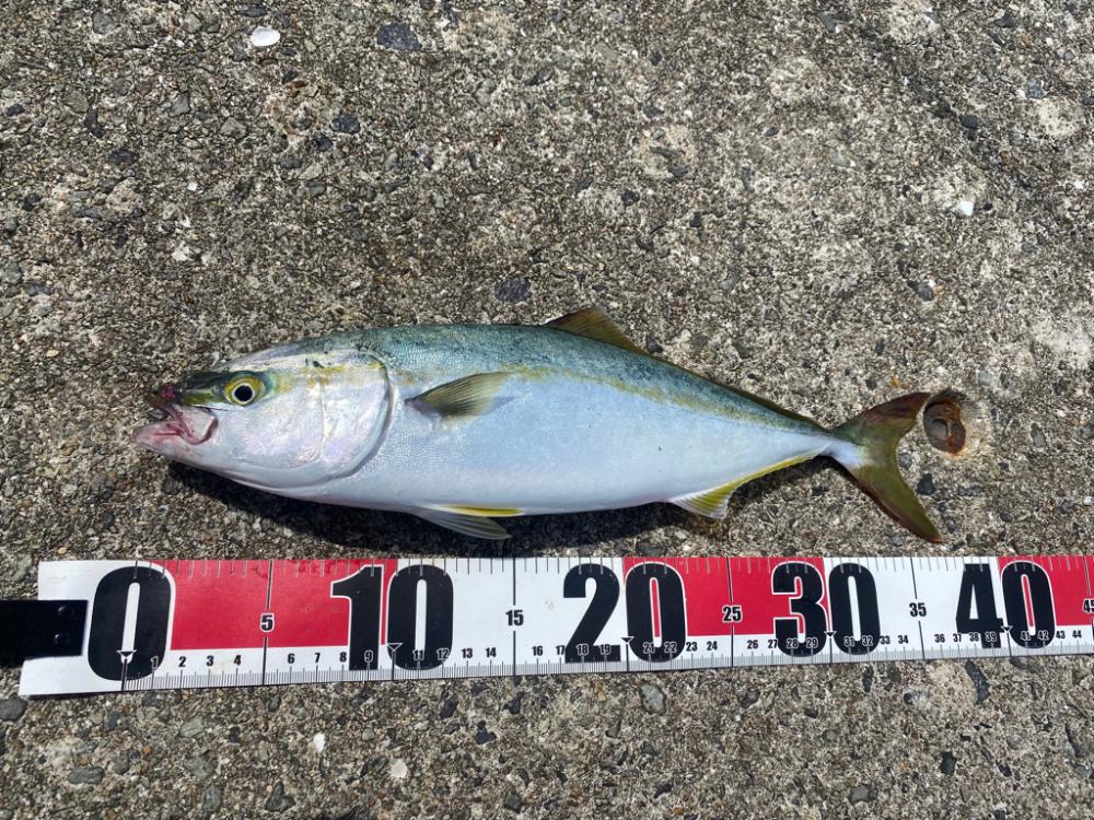 ツバス2本ゲット！ブリクラスバラし…