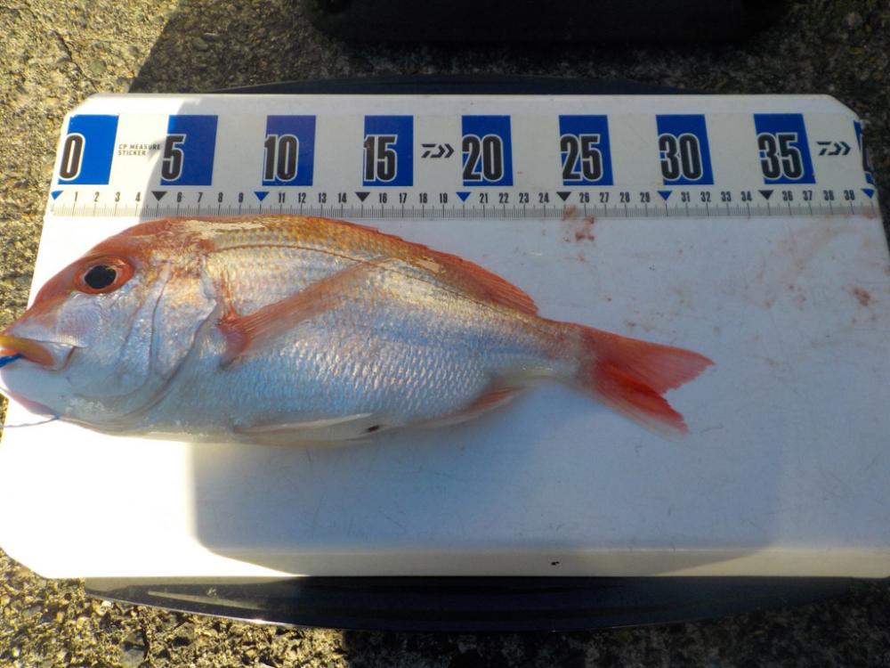 アマラバ第2 戦〜アルカディアⅡ〜