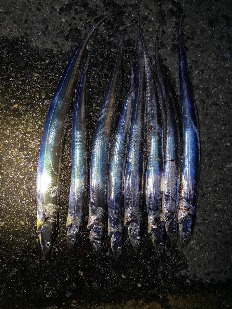 タチウオいい感じですー