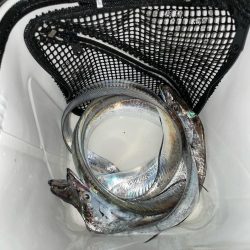 タチウオ