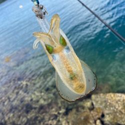 安定の激渋かと思ったら朝から連チャンモード