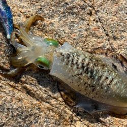 姫路離島でエギング｜超激渋！