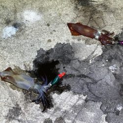 姫路離島でライトエギング