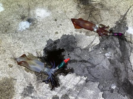 姫路離島でライトエギング