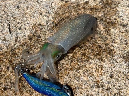 姫路離島のエギング｜激渋で小さいけど数は釣れました！