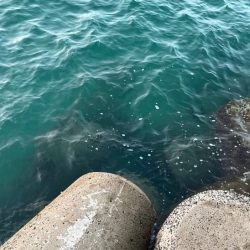 初めてのエリアでワクワク釣行だけど何処も厳しい!