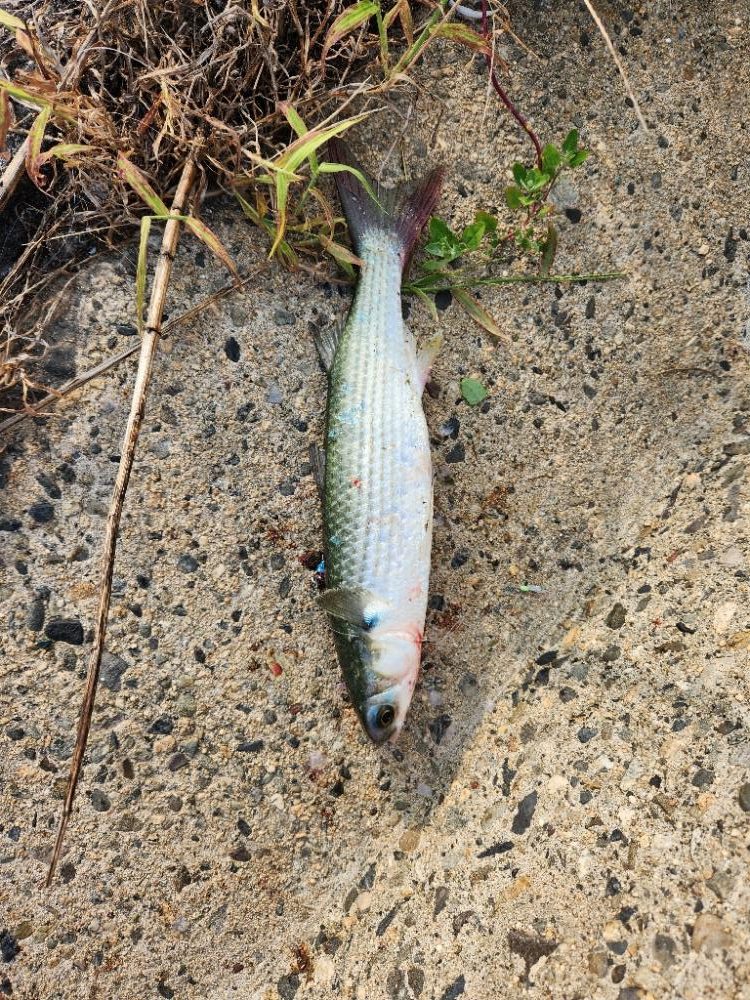 なかなかの引きでした