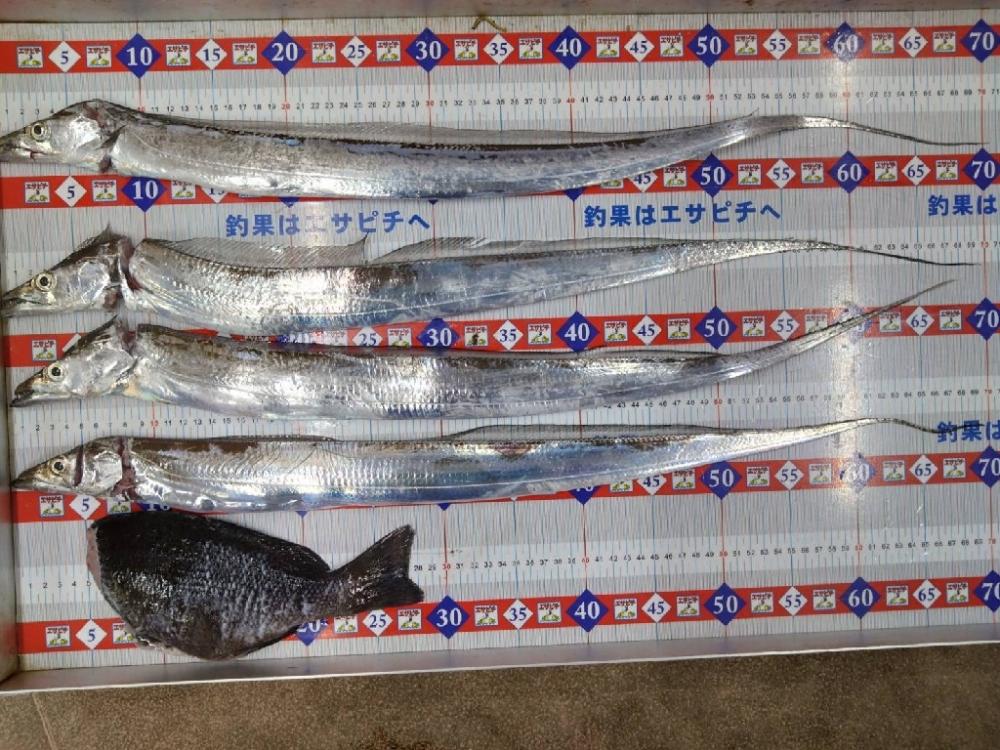 ルアーでグレ釣っちゃった♪