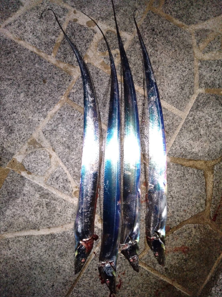 久々の青物GET♪太刀魚も…