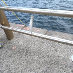 青物完敗、太刀魚渋々…