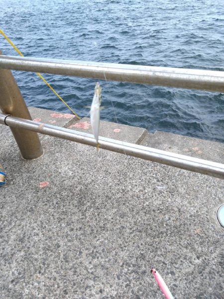 青物完敗、太刀魚渋々…
