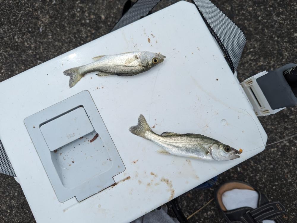 はまなすパーク海水浴場でちょい投げ
