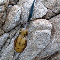 磯で秋エギング