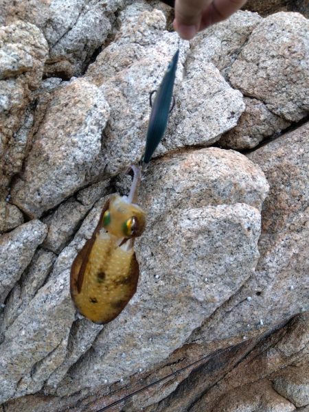 磯で秋エギング