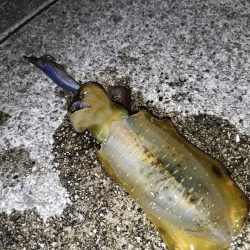 今年初アオリイカ