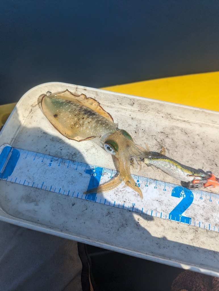 イカ何処いった?