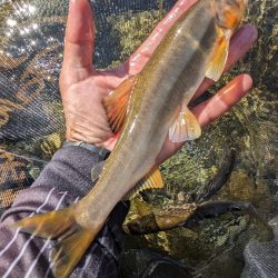 終盤の岐阜県白川