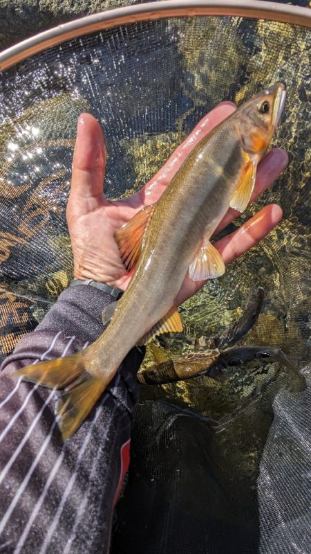 終盤の岐阜県白川