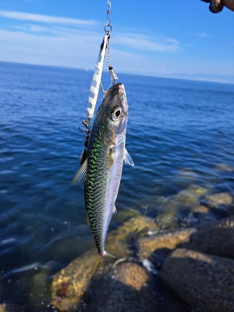 久しぶりの青物複数安打
