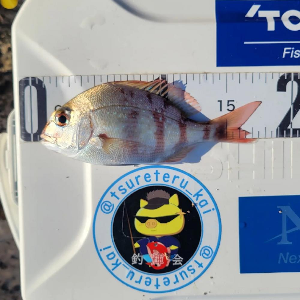 キス釣りのハズが…