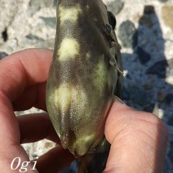 昼までの釣行でカワハギ15枚！