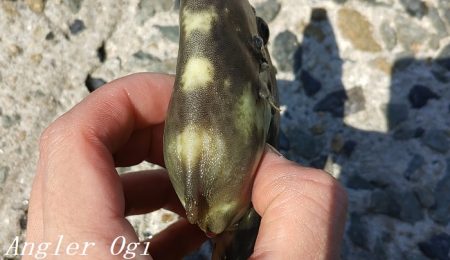 昼までの釣行でカワハギ15枚！