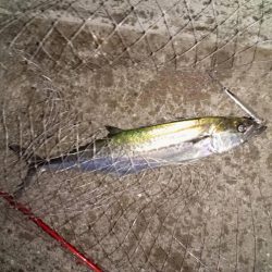 プチsalt water game