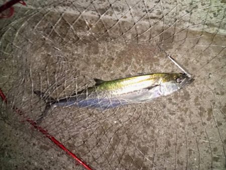 プチsalt water game