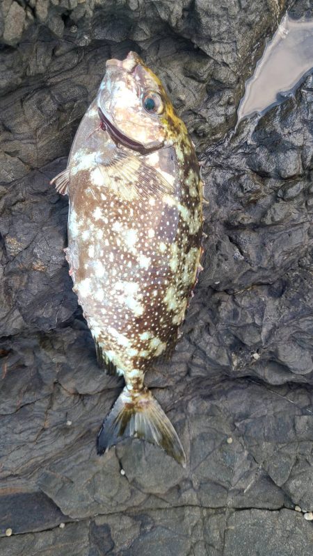 和歌山大引の磯でフカセ釣り