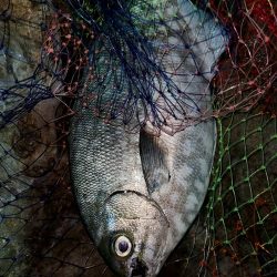 和歌山市江（吉丸渡船）で磯夜釣り