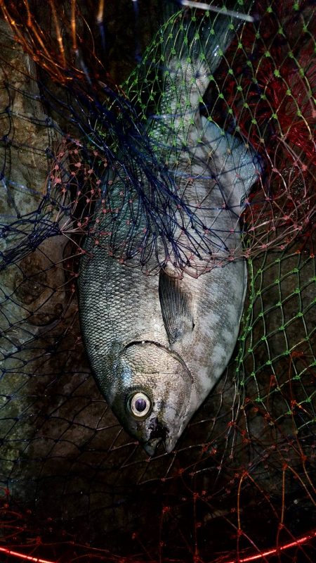 和歌山市江（吉丸渡船）で磯夜釣り