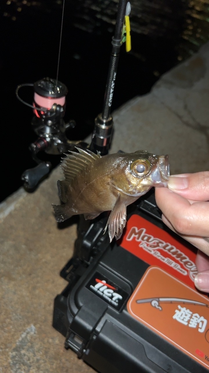 久しぶりの投稿