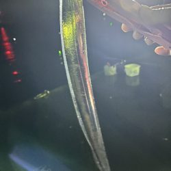 タチウオゲット